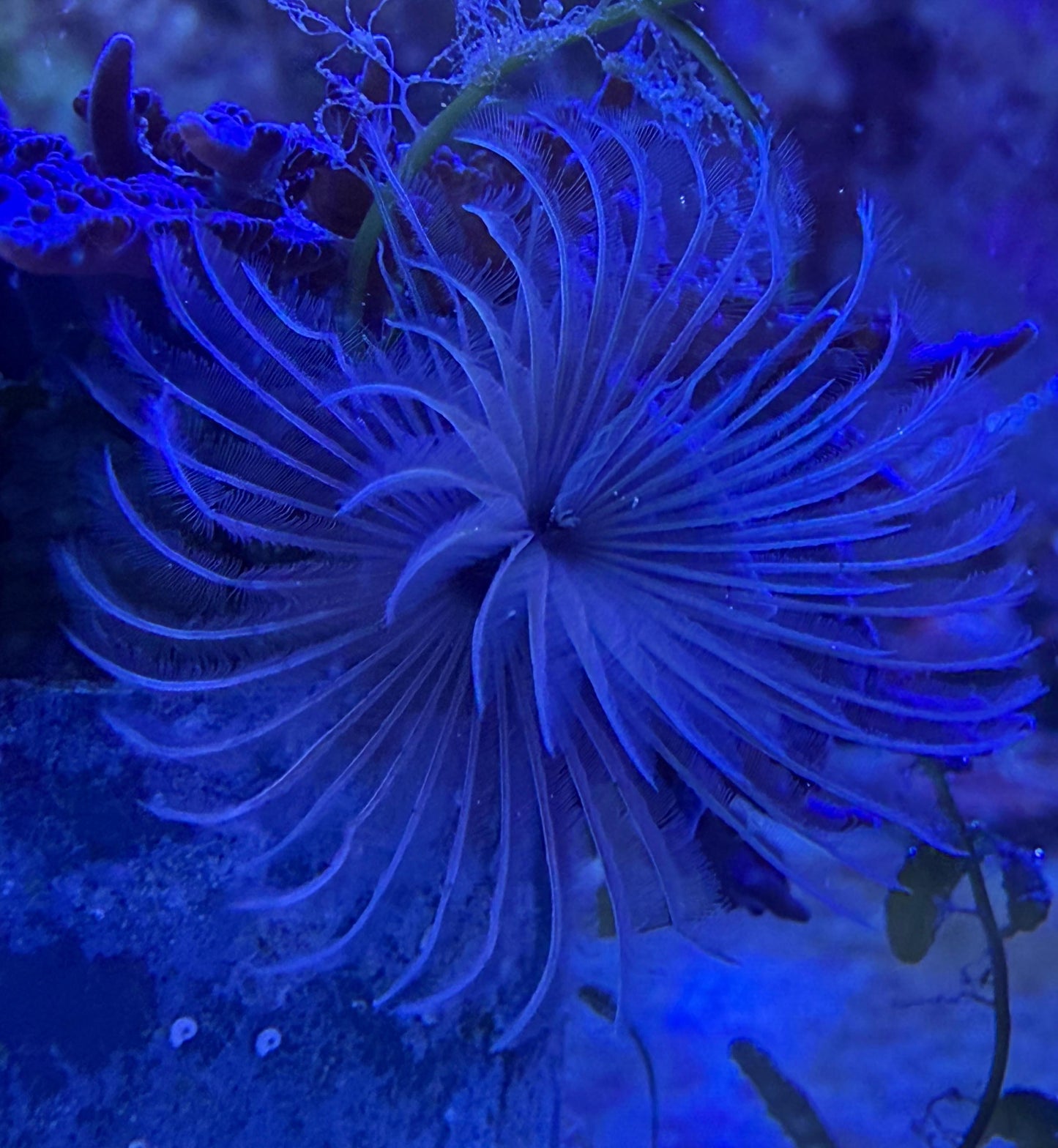 Sabellidae sp. - Weißer Röhrenwurm – Weichröhrenwurm