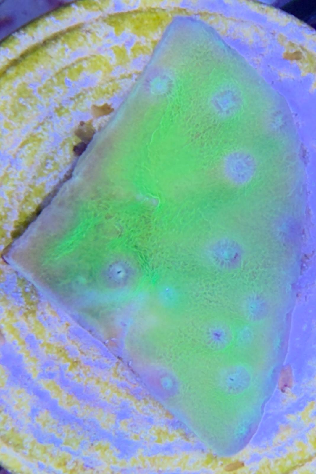 Turbinaria reniformis – „Green Scroll“ S Ableger