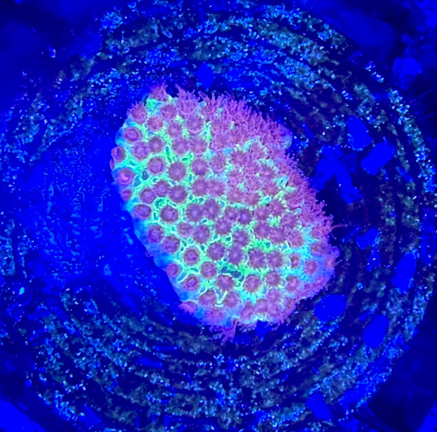Stylocoeniella sp. – „JF Burning Banana“