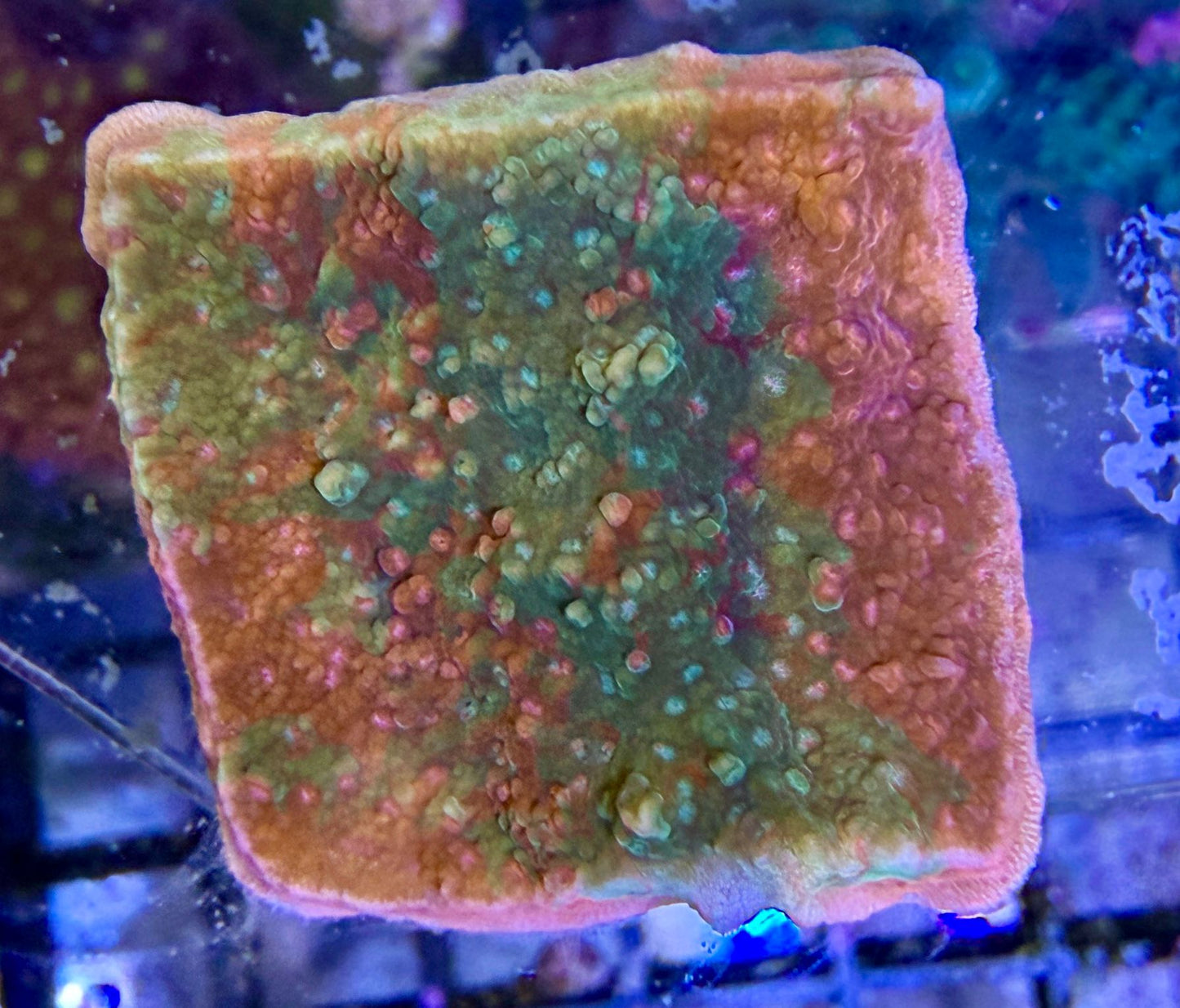 Montipora sp. – „Crafted Red Green“ WYSIWYG