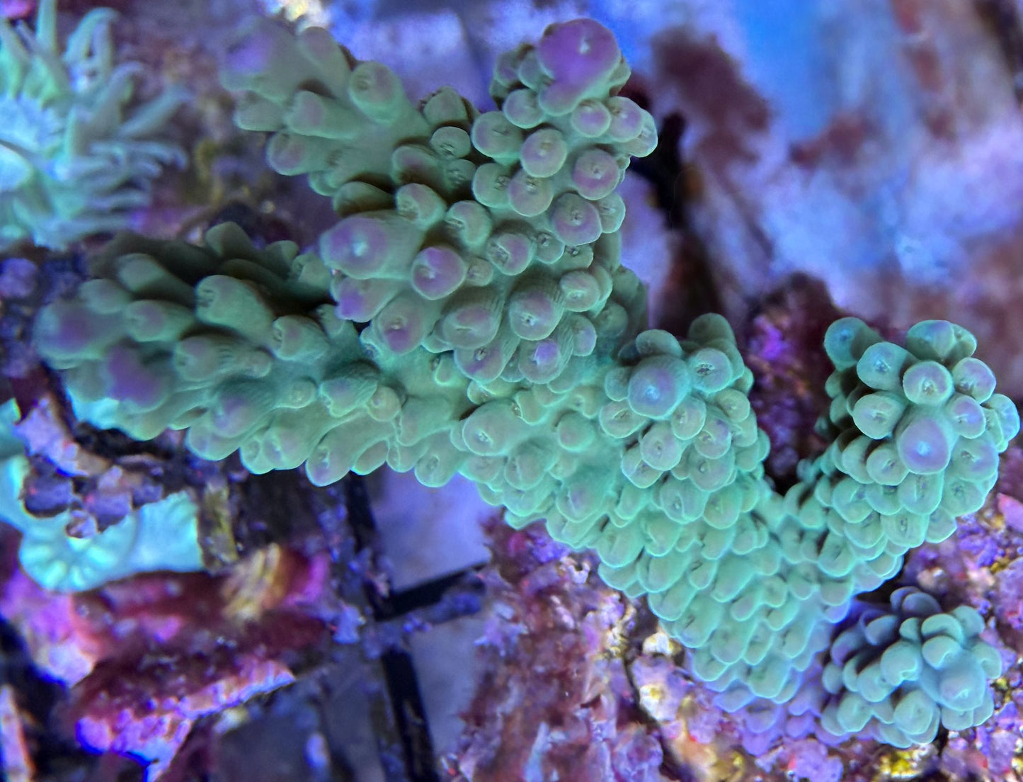Acropora austera – Green/Blue Premium WYSIWYG