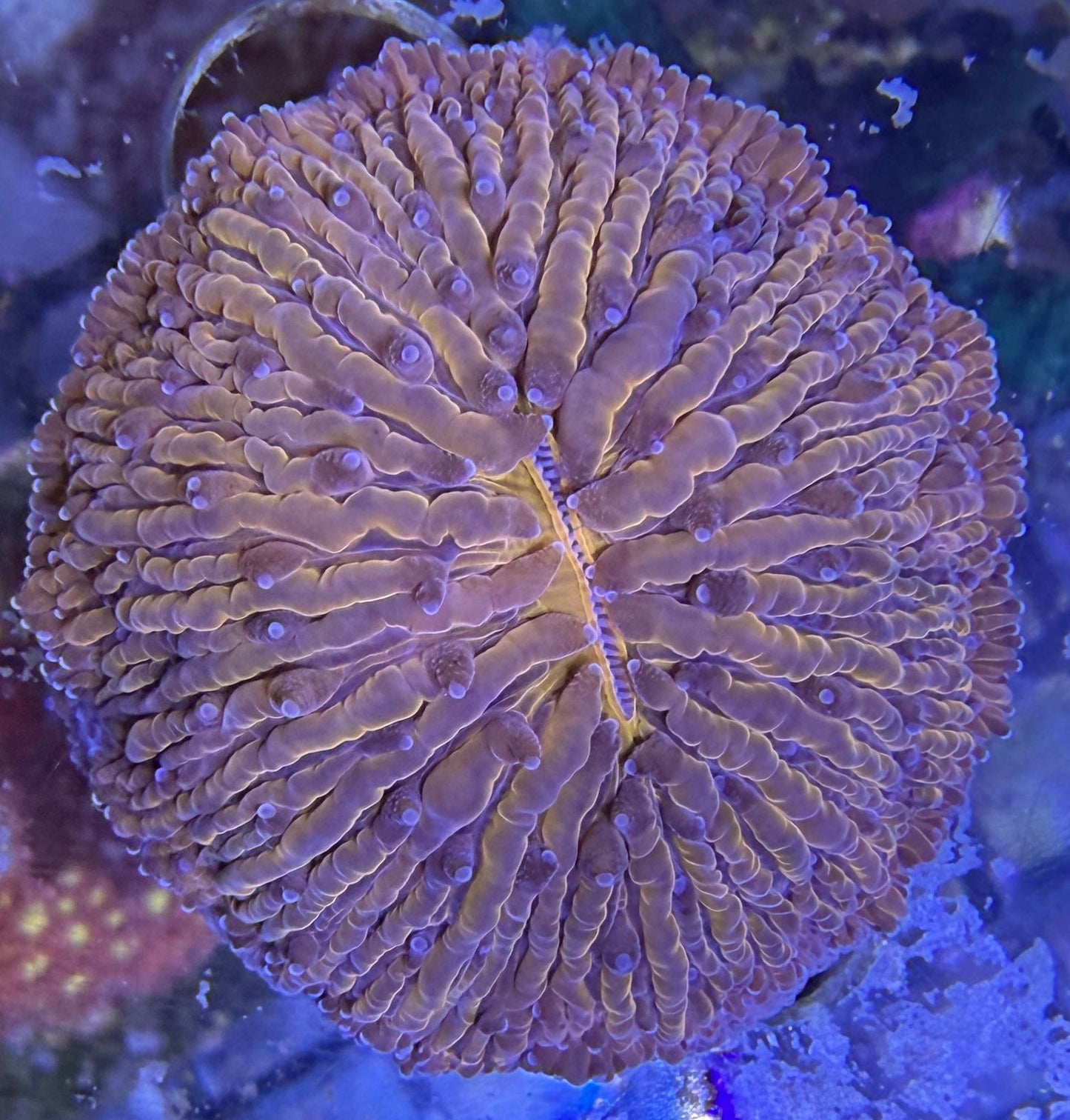 Fungia sp. – Orange WYSIWYG