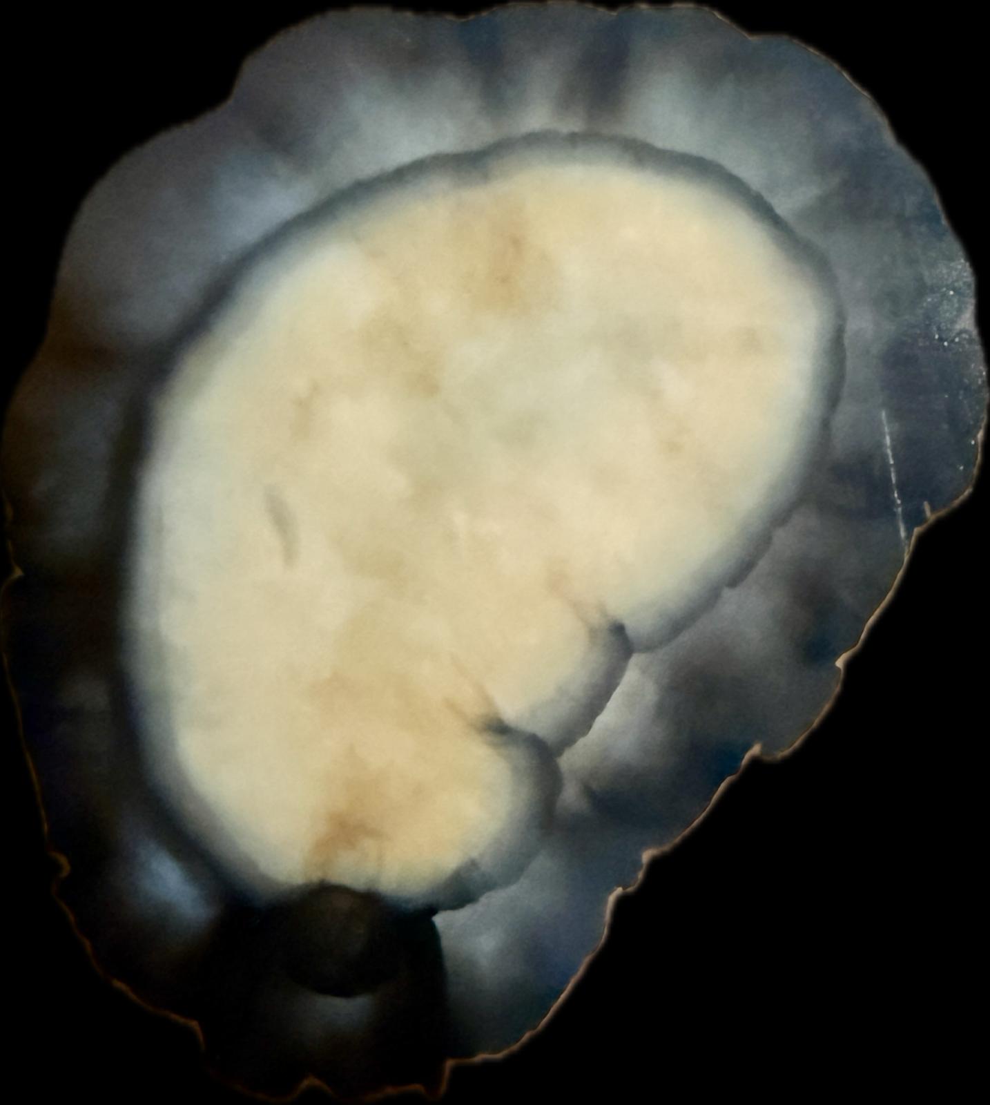 Scutus unguis - Schildnapfschnecke