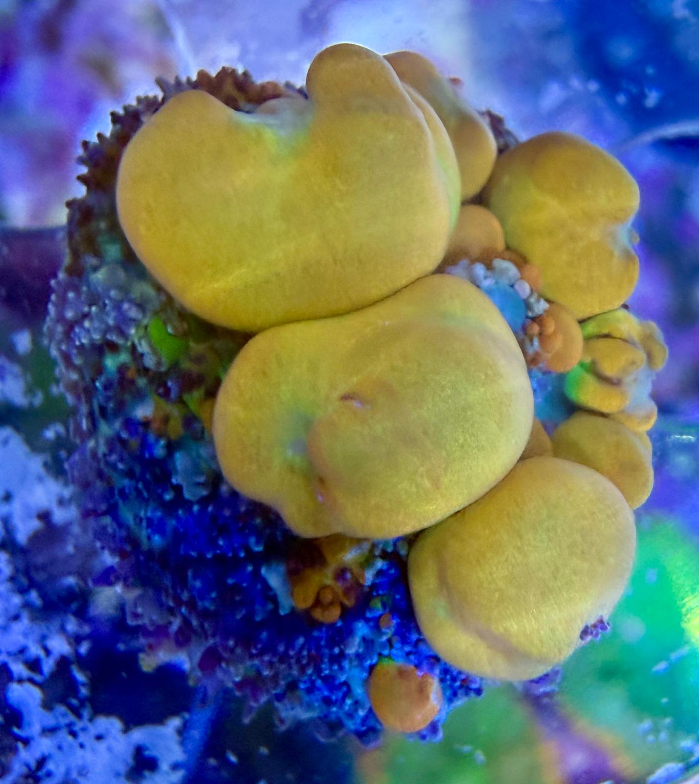 Ricordea yuma – „OG Bounce“