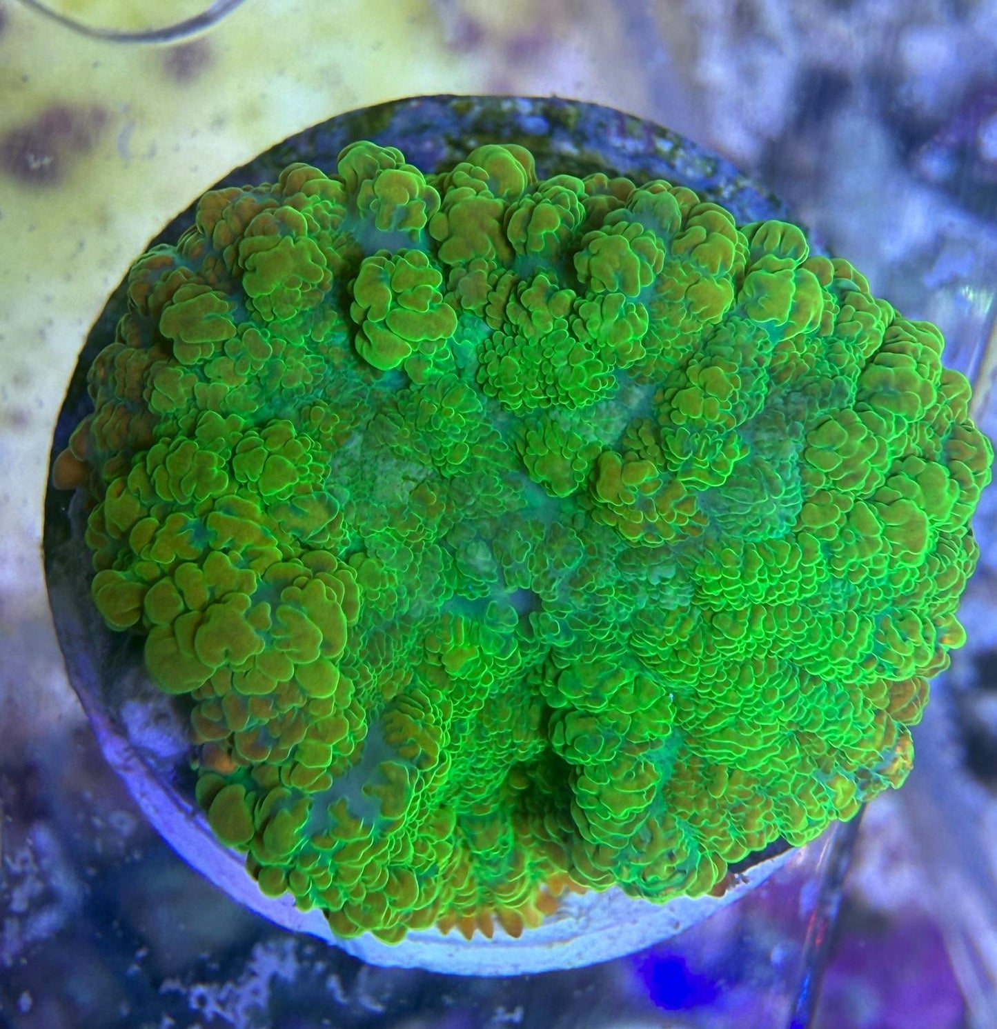 Rhodactis sp. – „Tequila Sunrise“