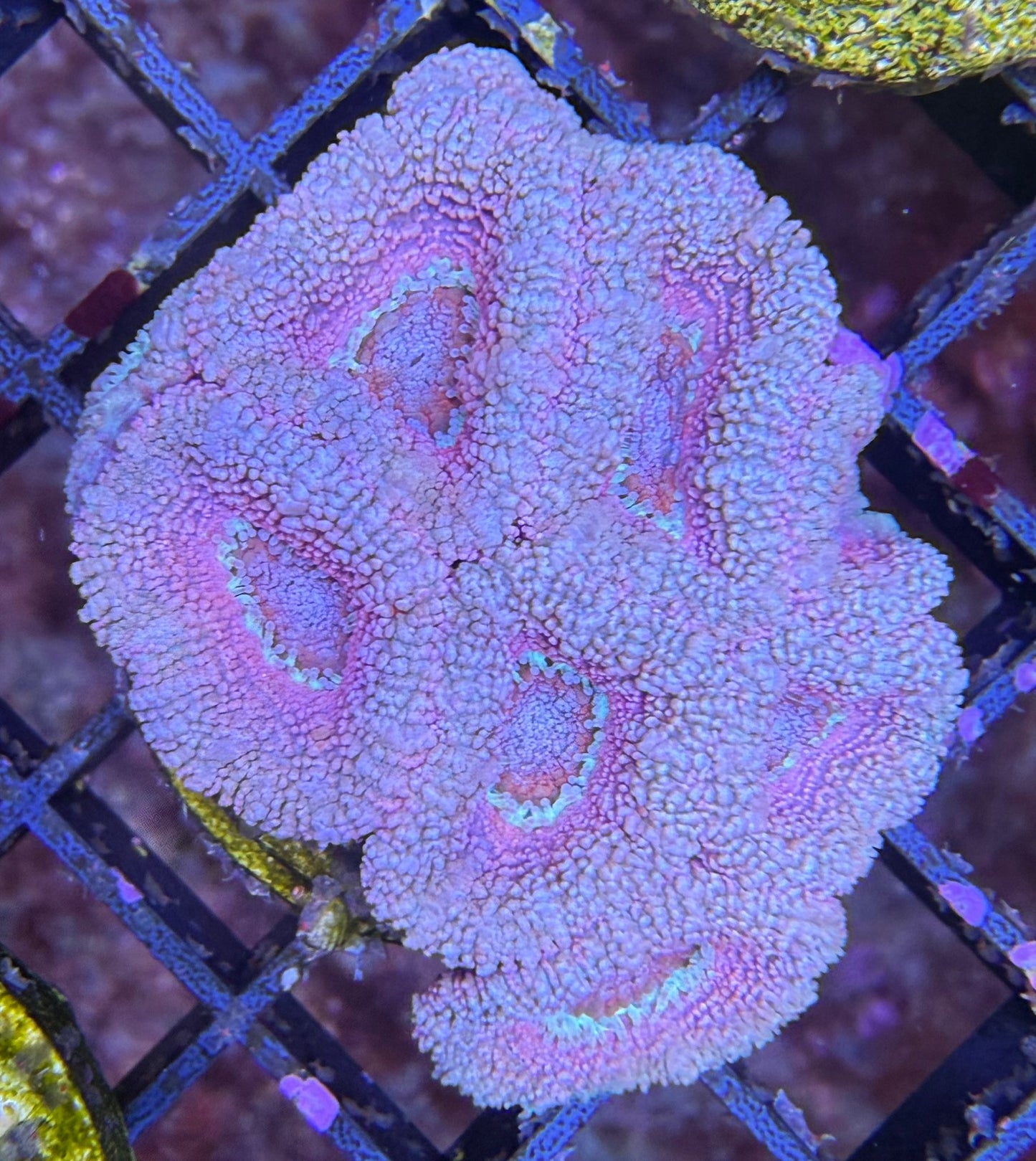 Acanthastrea echinata – „HP-Best of 90s“