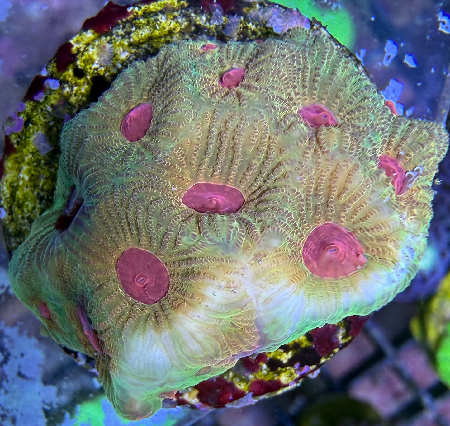 Favia sp. – „JF Candy Corn“ WYSIWYG