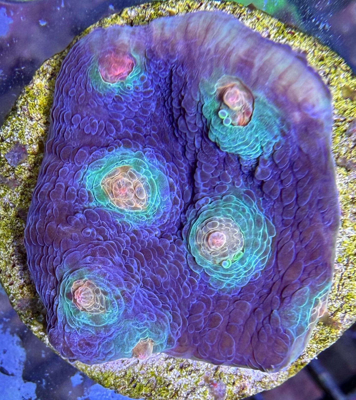 Echinophyllia sp. – „JF Aftershock Chalice“ M Ableger