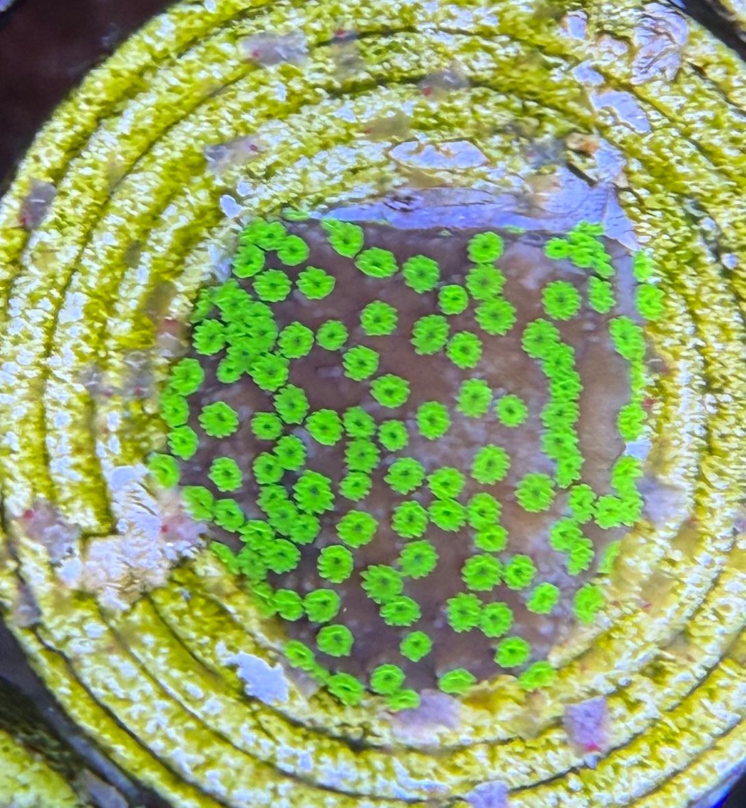 Montipora sp. – „UC Black Magic“ S Ableger