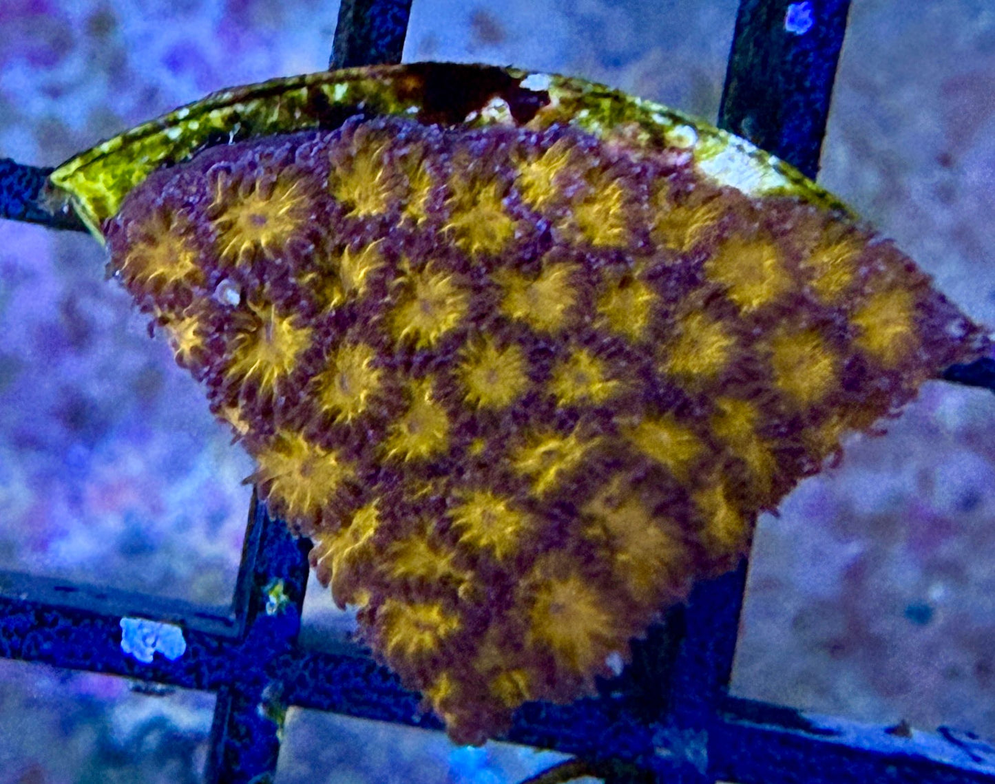 Leptastrea sp. – „WWC Burning“ S Ableger