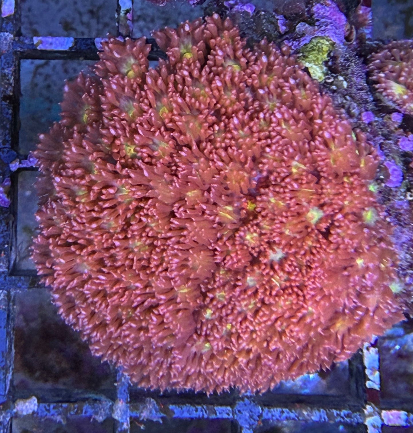 Berniardpora stutchburyi – „Hellfire“ S Ableger
