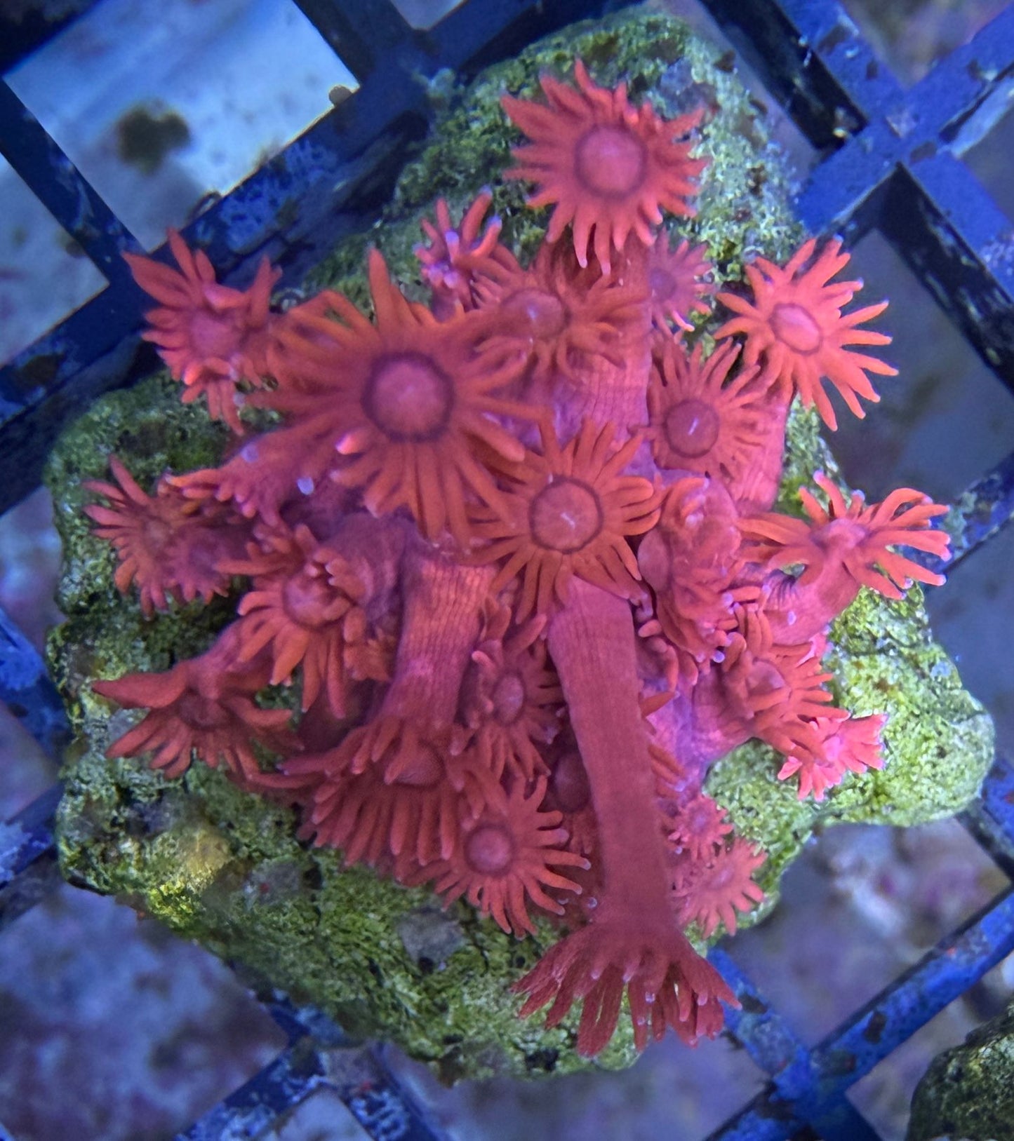 Goniopora sp. – „Metallic Red“