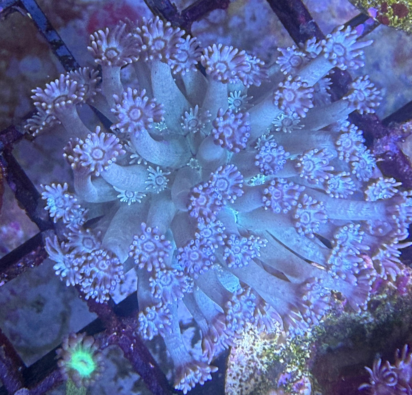 Goniopora sp. – „Blue“