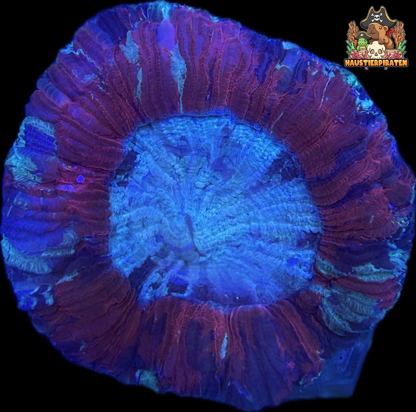 Trachyphyllia geoffroyi – „Ultra“ WYSIWYG