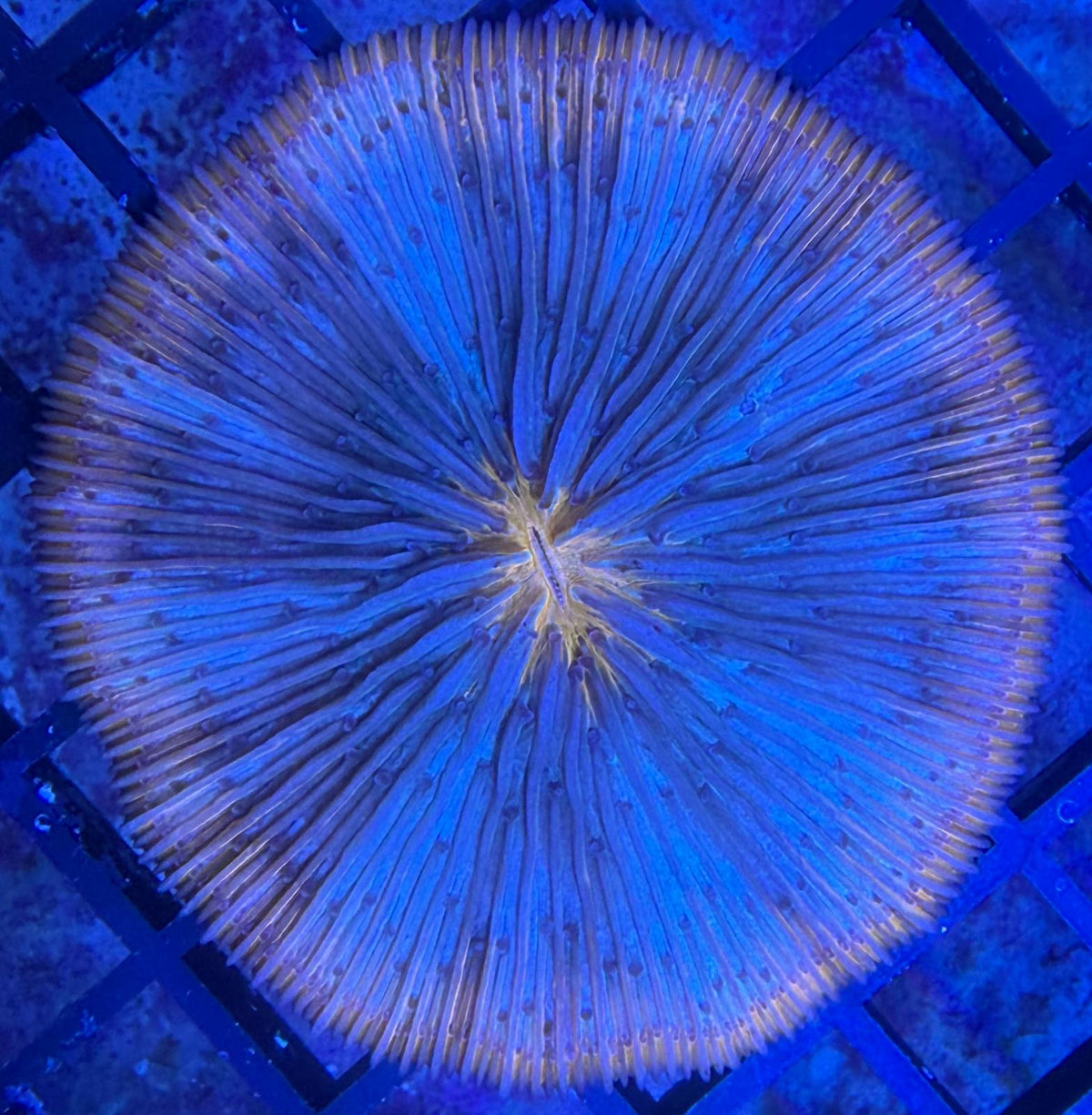 Fungia sp. – Orange/Blau gestreift