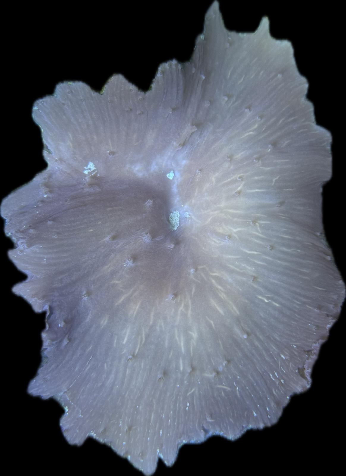 Sinularia Brassica Braun XL