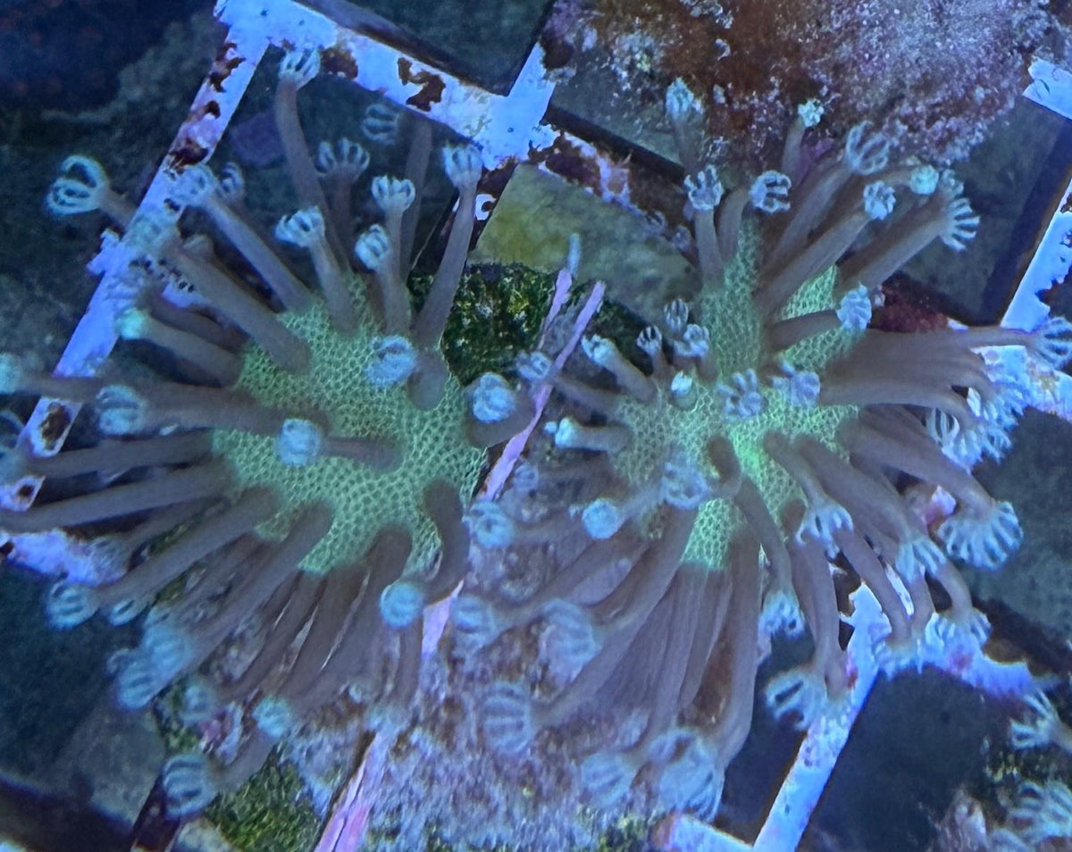 Sarcophyton ehrenbergi sp. - „Madagascar Green“ S Ableger