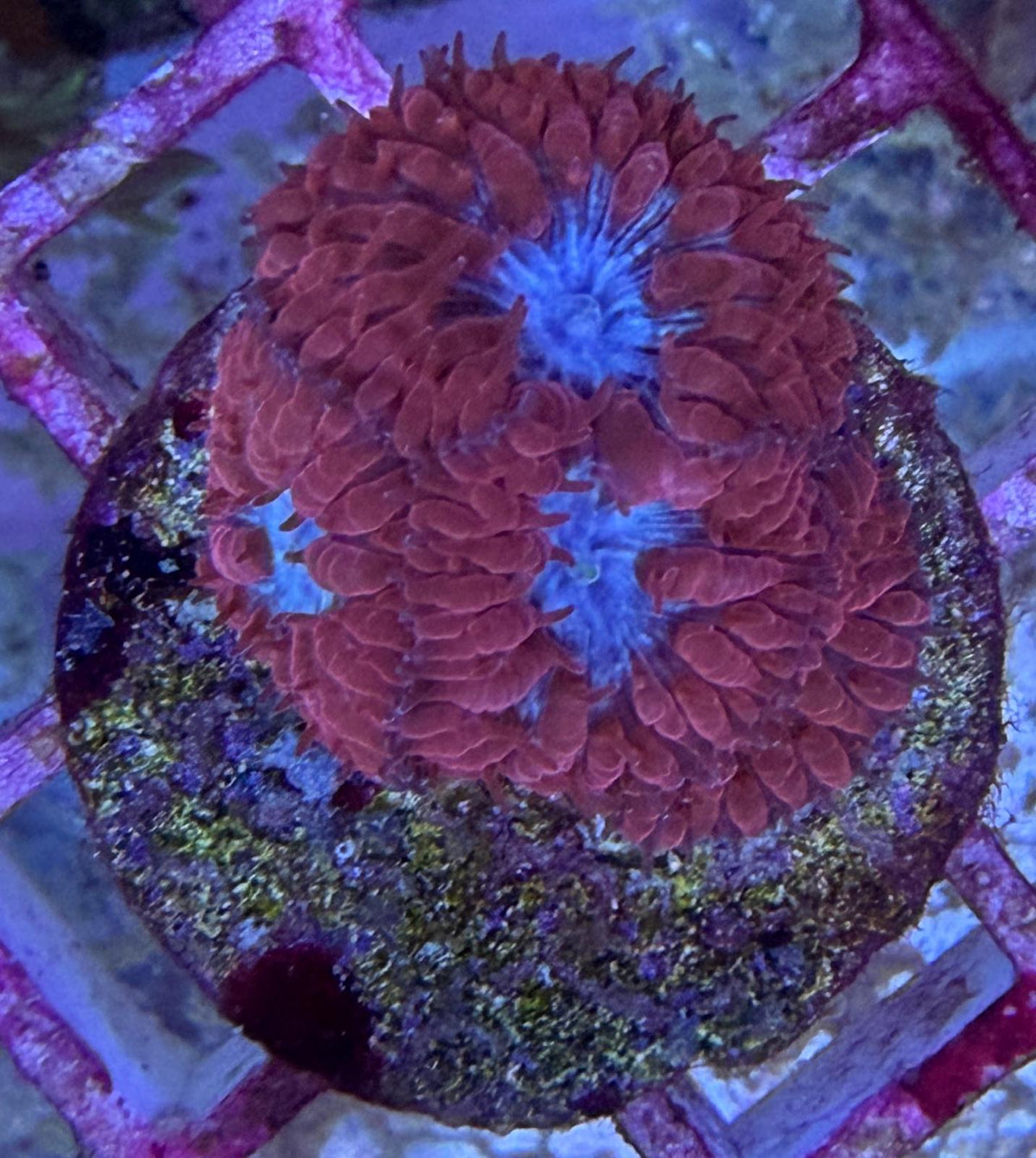 Blastomussa wellsi - Großpolypige Steinkoralle "Blue Raven"