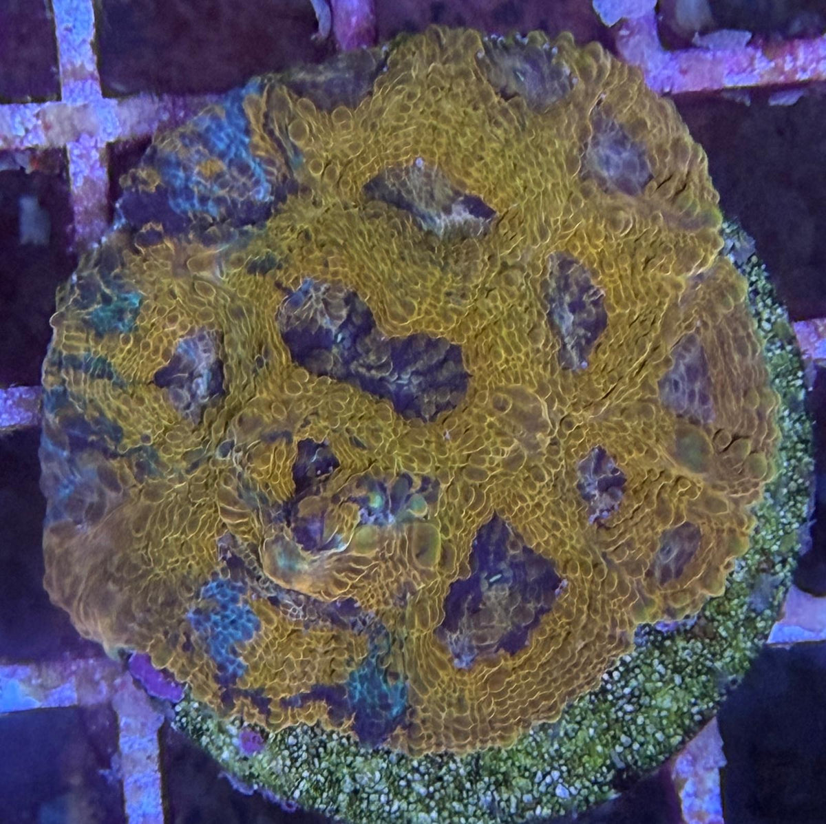 Echinophyllia – Chalice „Golden Rainbow“ WYSIWYG 1