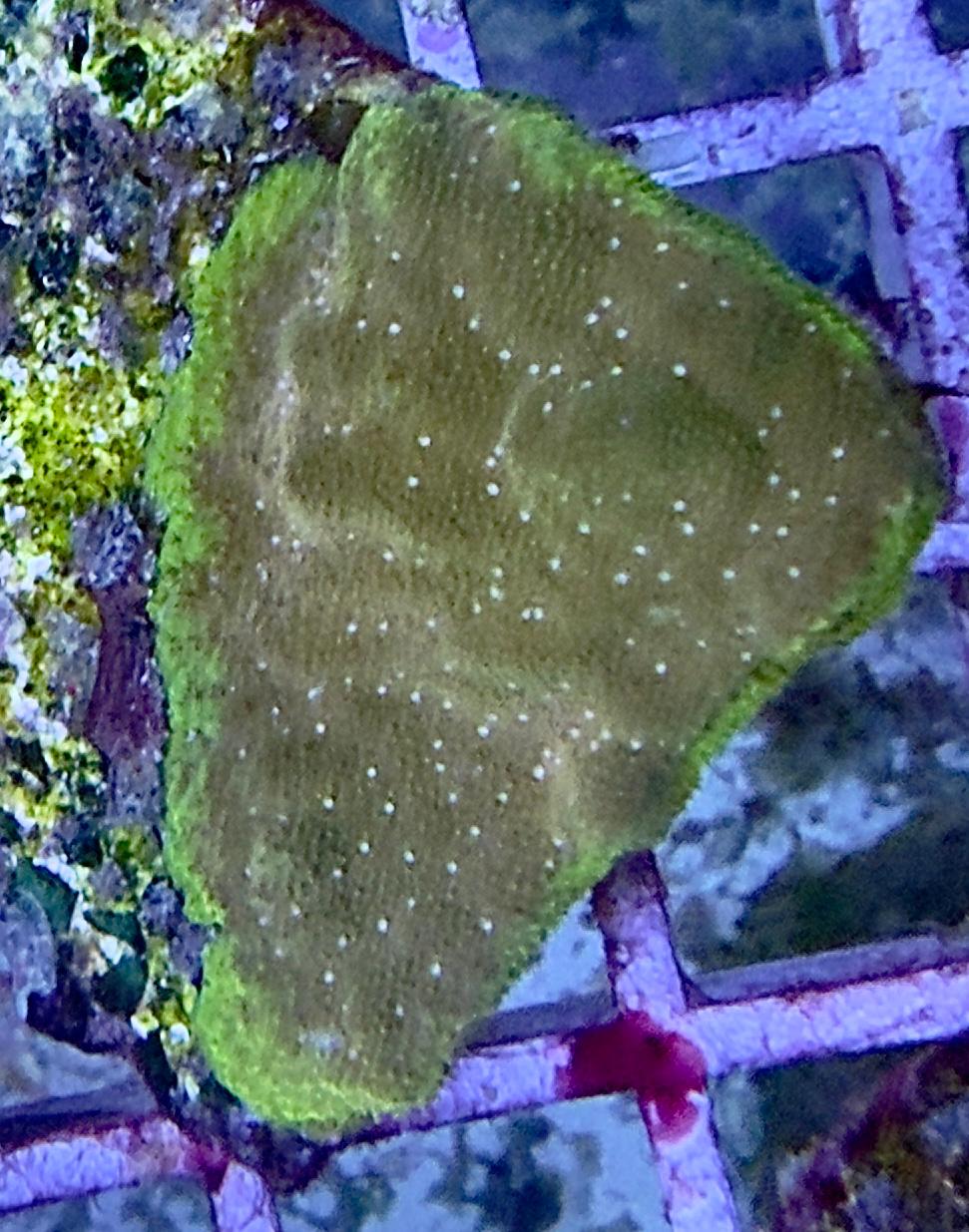 Psammocora sp. – Katzenpfoten-Koralle „Gold Watermelon"