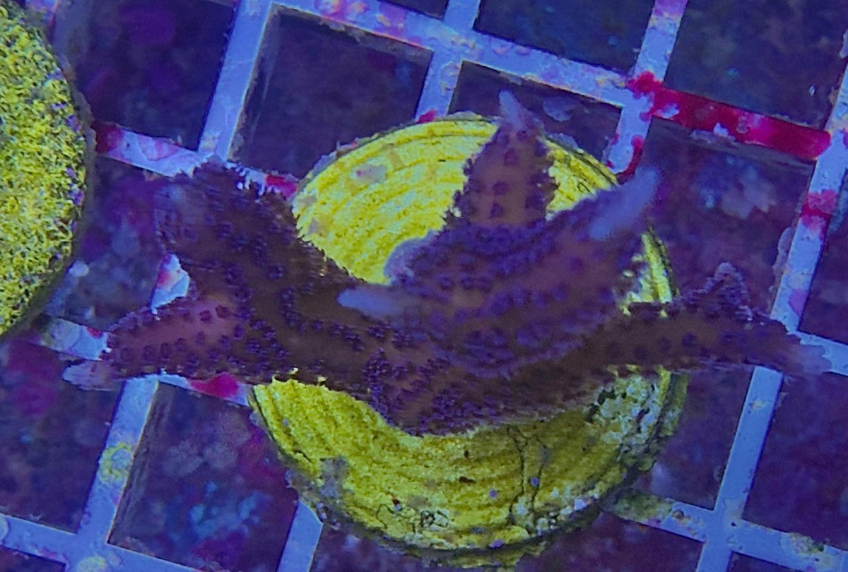 Seriatopora hystrix - Dornkoralle „Lila“