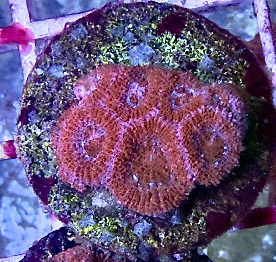 Micromusa sp. – „Rot/Pink“