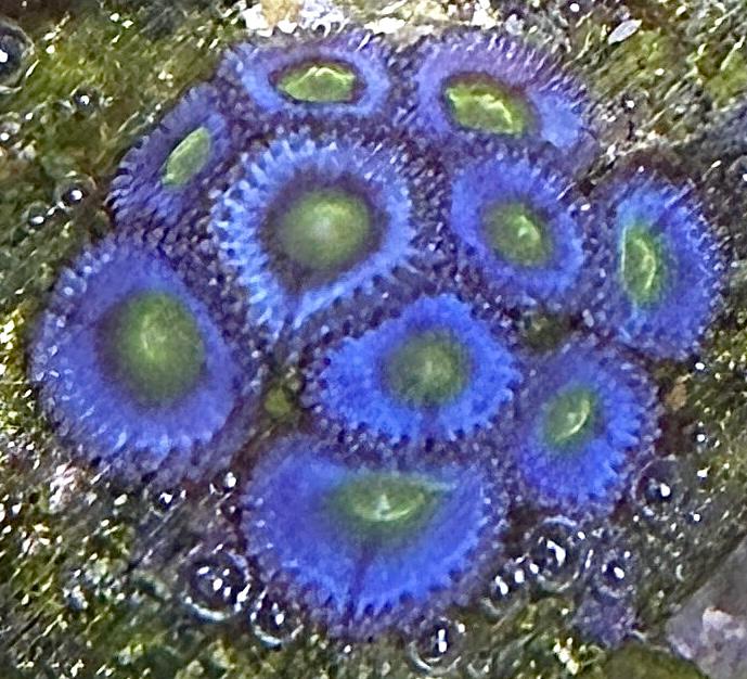 Zoanthus sp. – „Alien Eye"