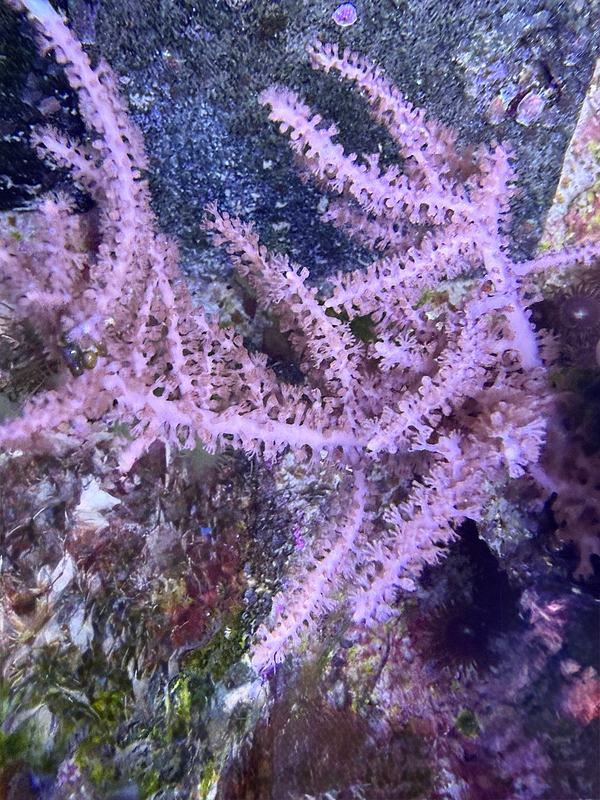 Gorgonie sp. - "pink"