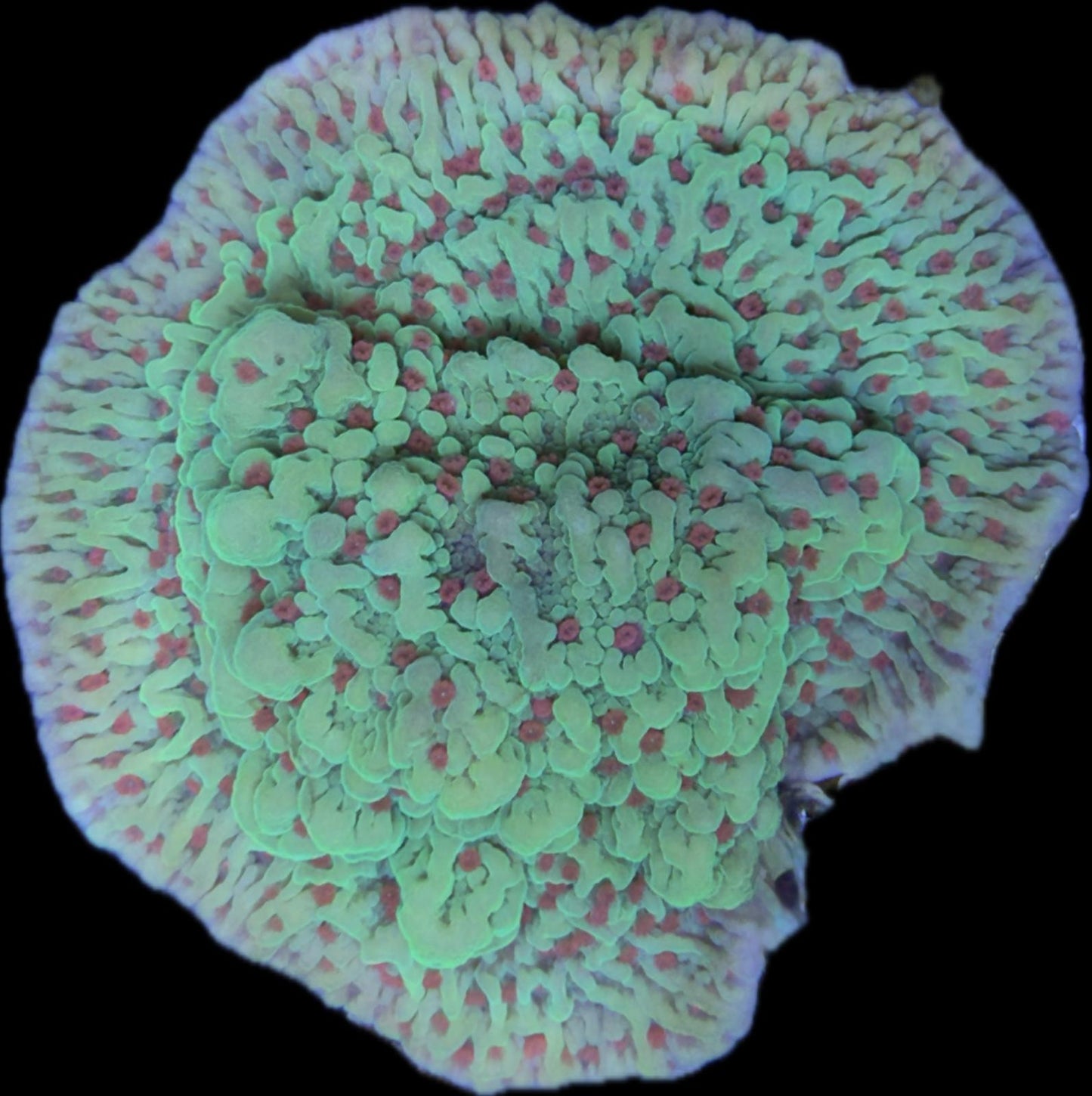 Montipora „Chili Pepper“ WYSIWYG