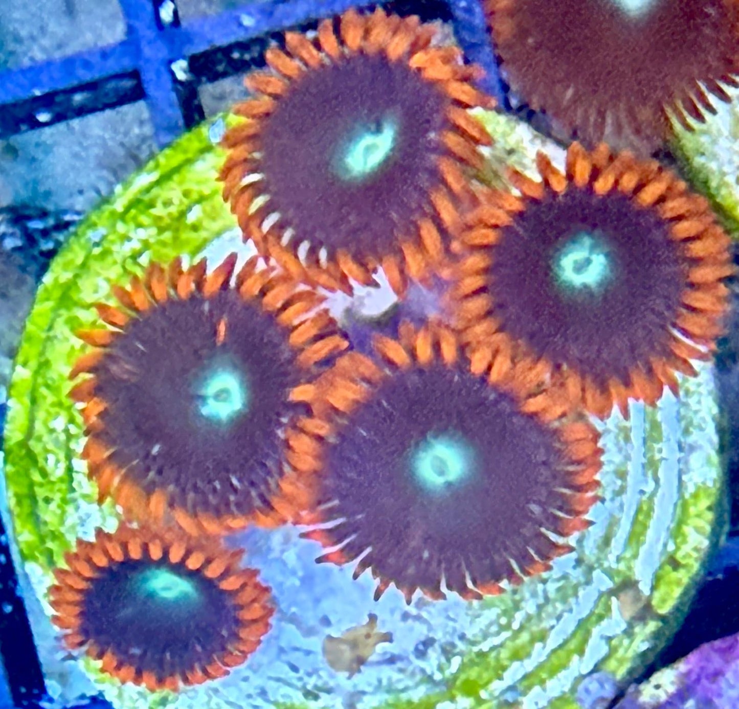 Zoanthus "Ice and Fire 2" mindestens 5 Polypen