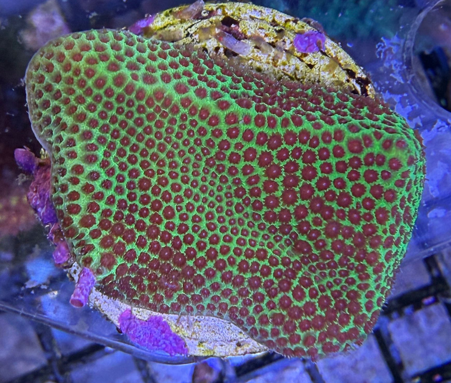Porites Grinch