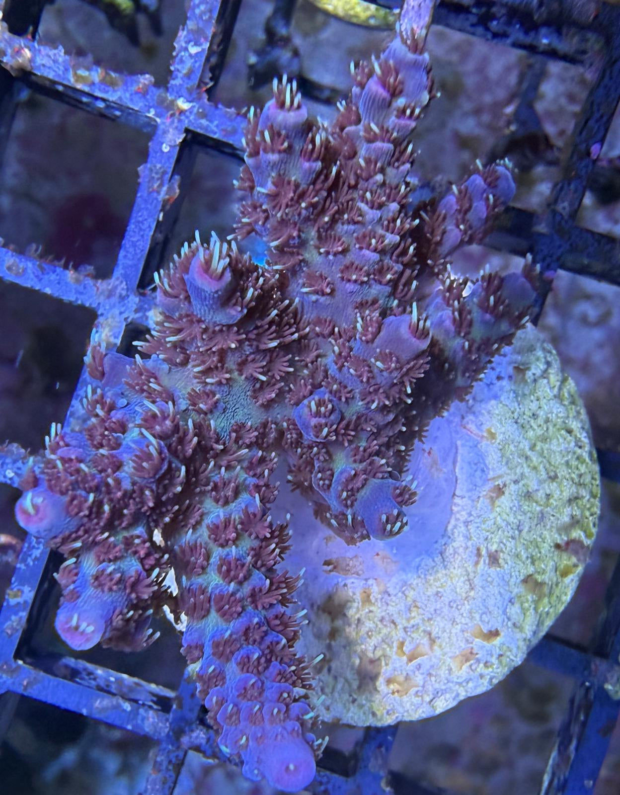 Acropora sp. – „Red Planet“ WYSIWYG