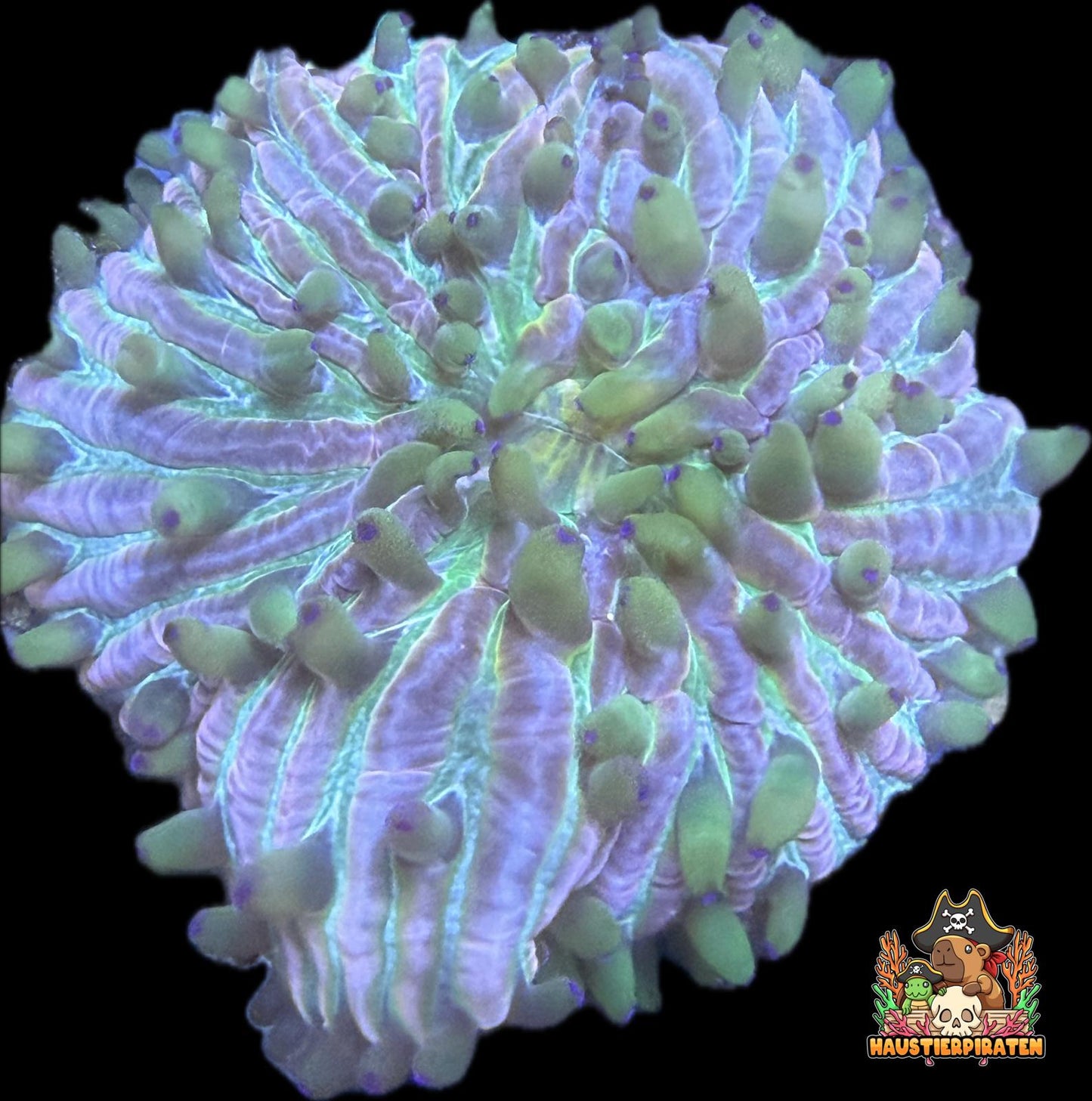 Fungia sp. – „Rainbow“