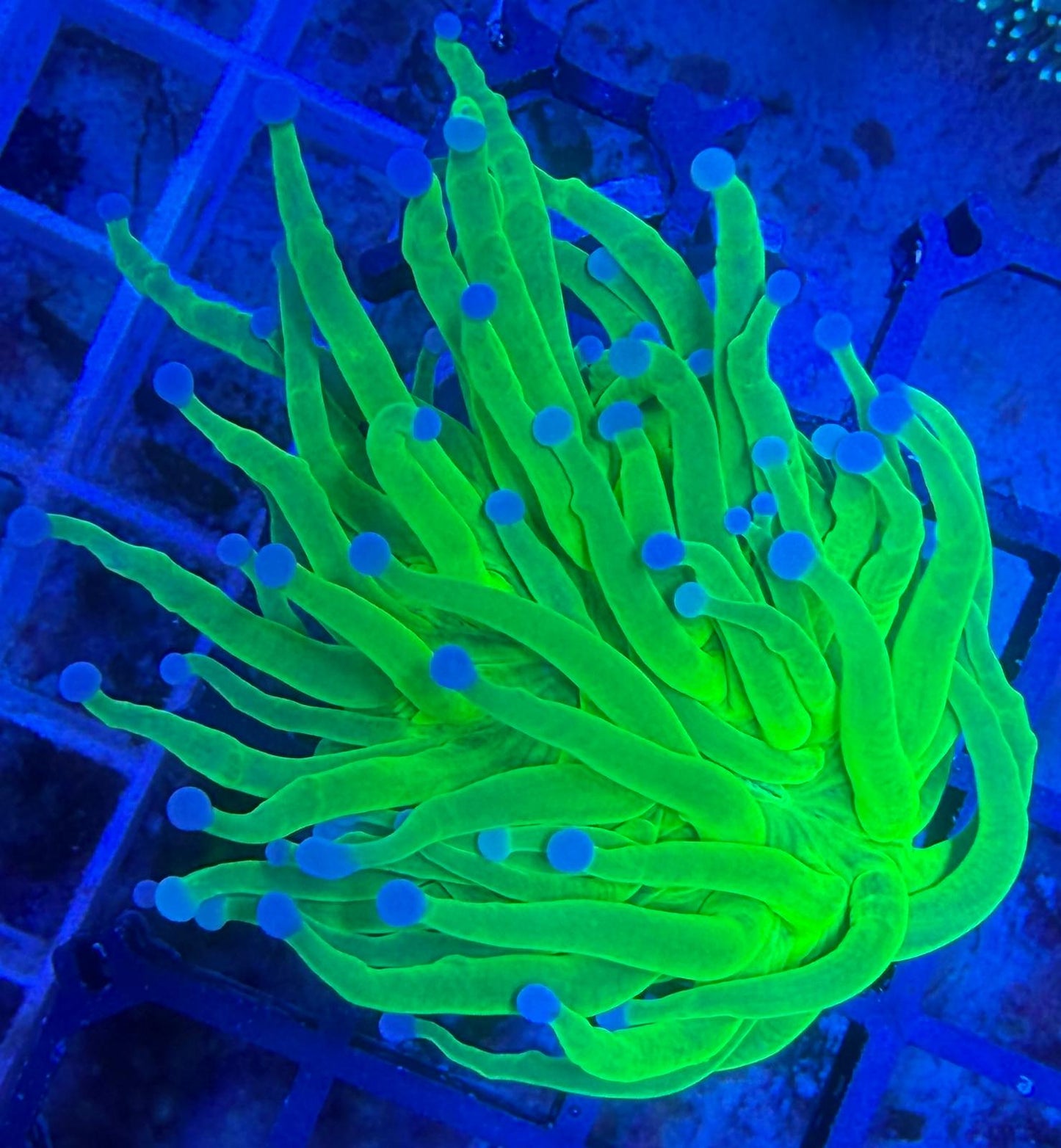 Euphyllia Glabrescens "OG Holy Grail" WYSIWYG