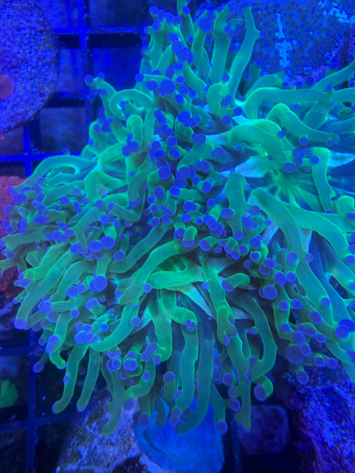 Fimbriaphyllia paradivisa - Gabelkoralle / Branching Frogspawn