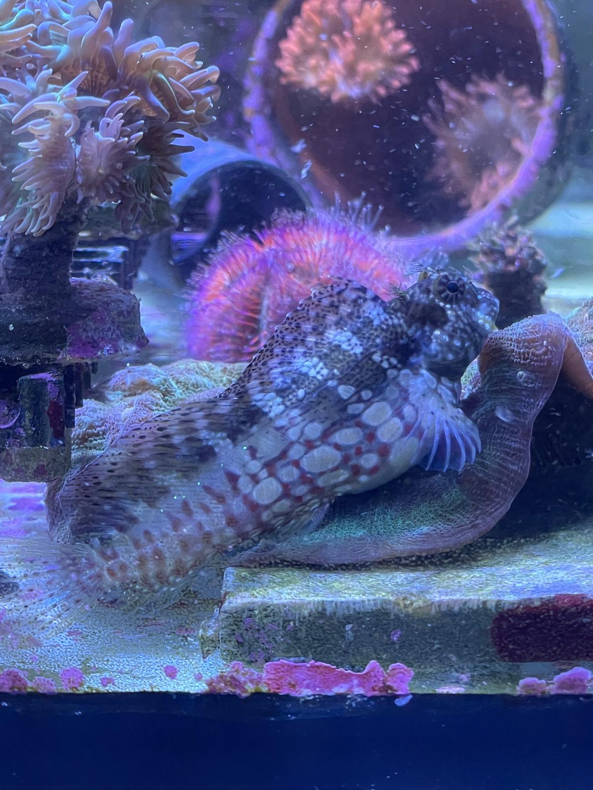 Fische (Meerwasser)