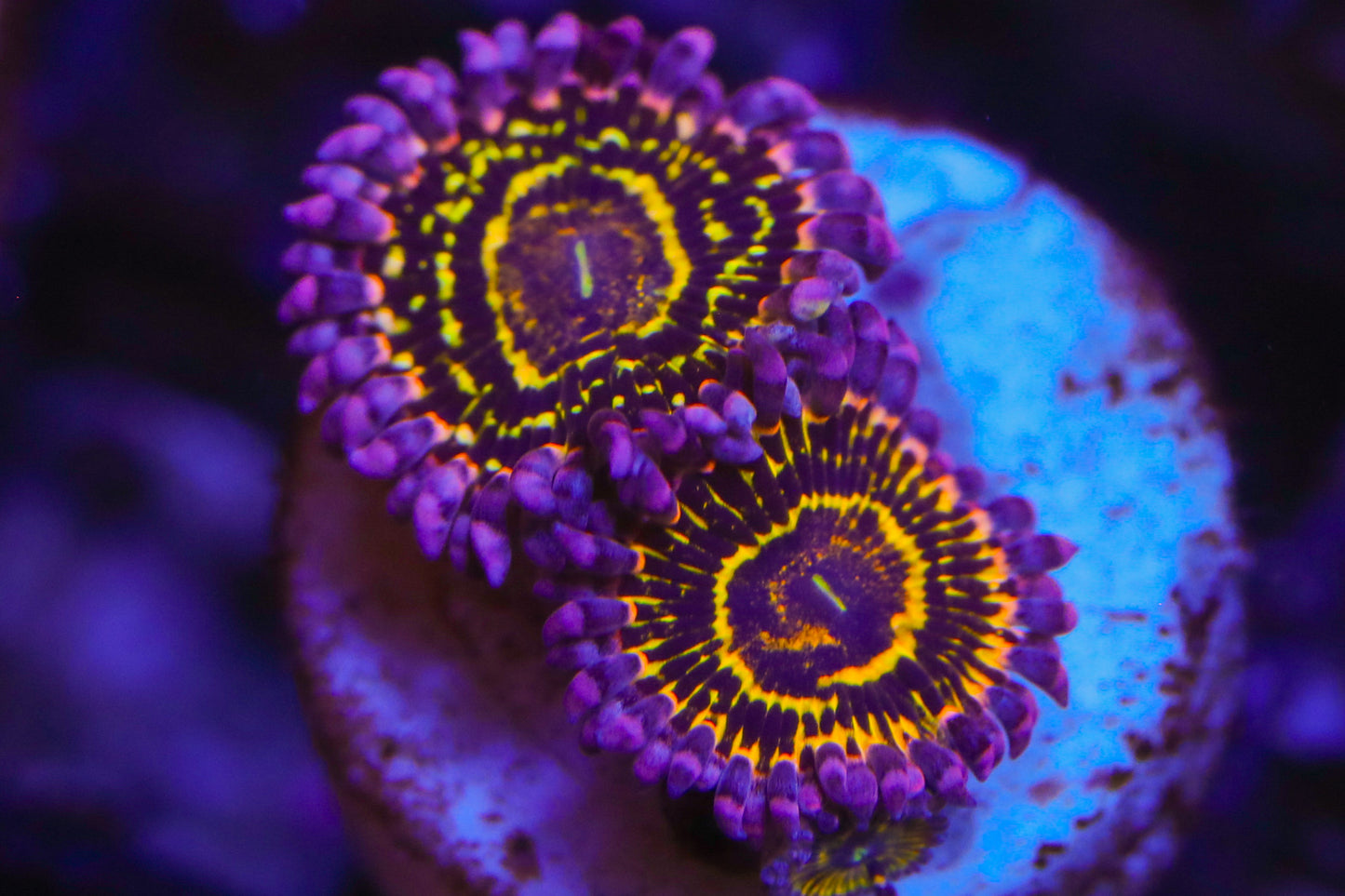 Zoanthus „Stratosphere“