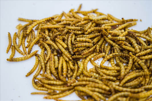 Pet's Delights® vermi della farina interi essiccati per uccelli, animali domestici 500gr