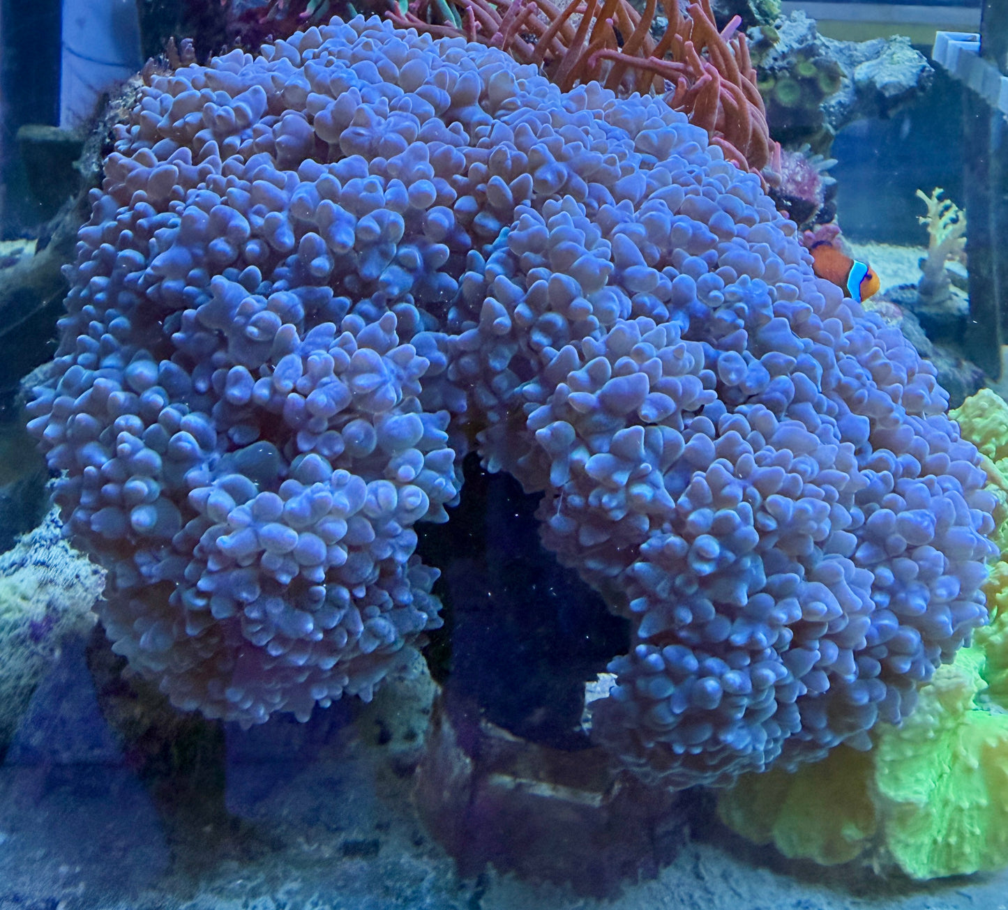 Plerogyra sinuosa – Blasenkoralle Blau XXL 20-30cm