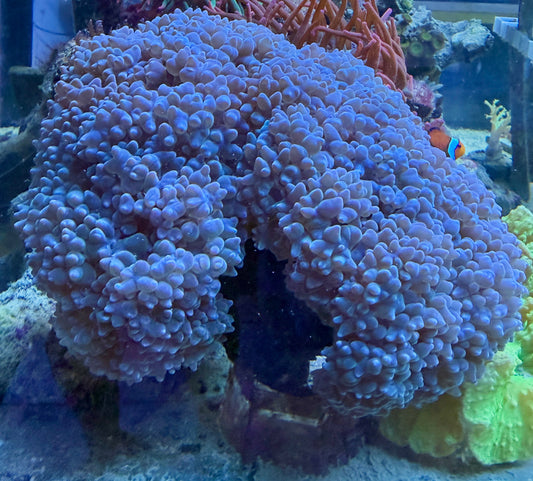 Plerogyra sinuosa – Blasenkoralle Blau XXL 20-30cm