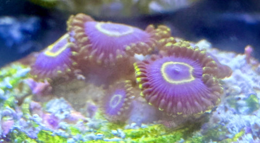 Zoanthus Blue Hornet min 5 Polypen