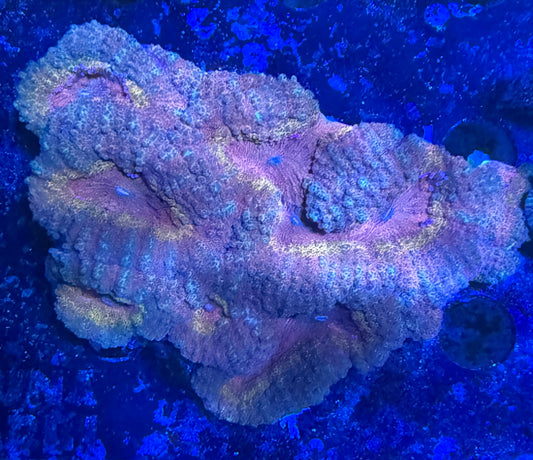 Lobophyllia sp. „Rainbow L“