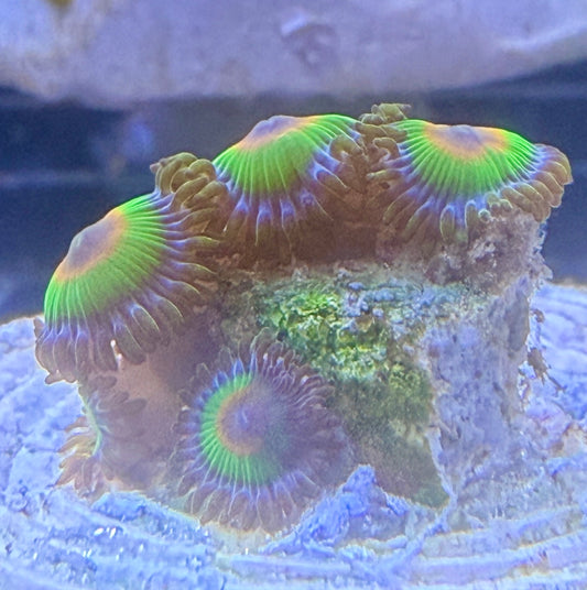 Zoanthus Rasta min 5 Polypen