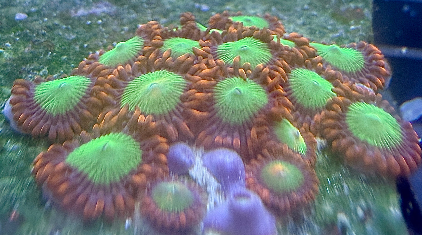 Zoanthus Goblin Fire WYSIWYG