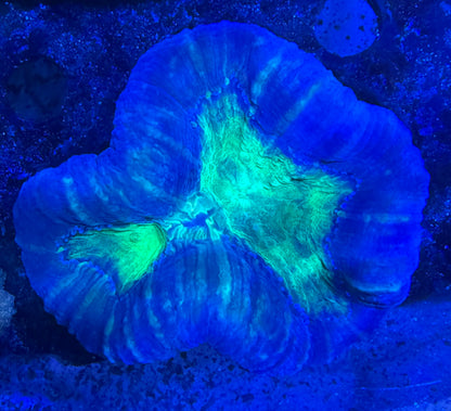 Trachyphyllia geoffroyi „Splash Acid“ – Premium LPS-Koralle