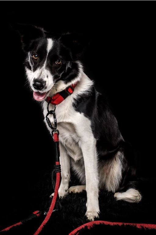 Tamer Leine Easy Long Twist für kleine Hunde