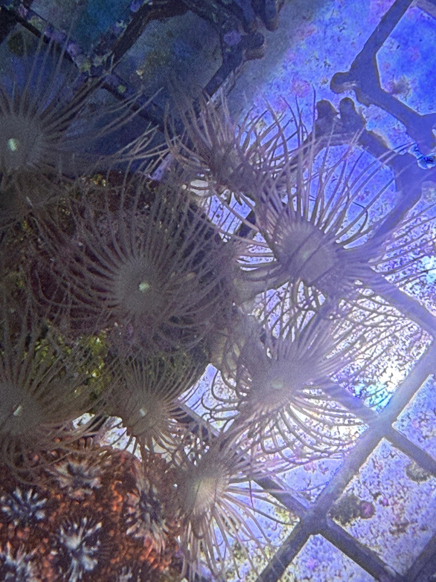 Terrazoanthus sp. – Gelbe Krustenanemone min 5 Polypen