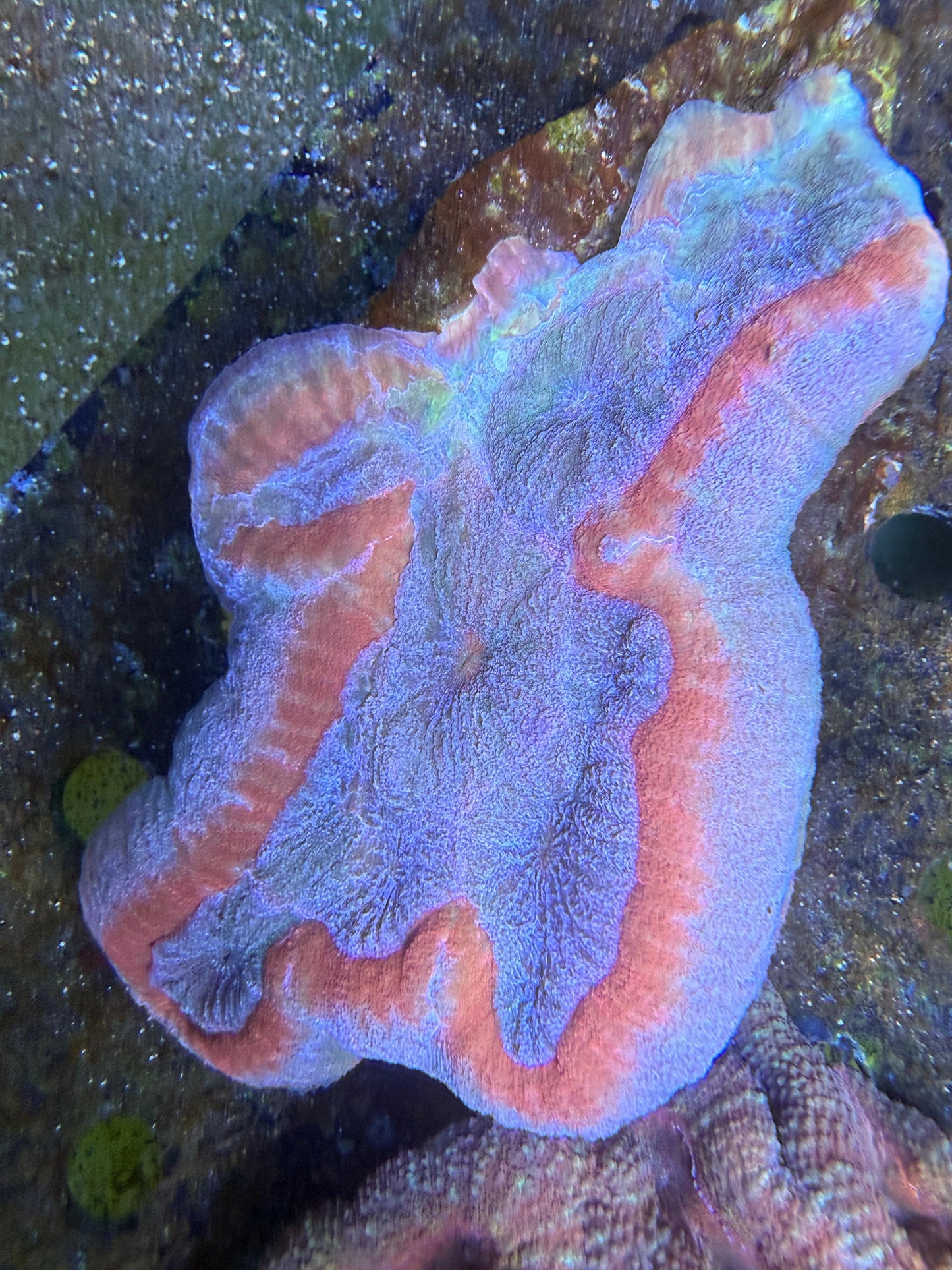 Lobophyllia sp. „Grau-Orange XXXL“