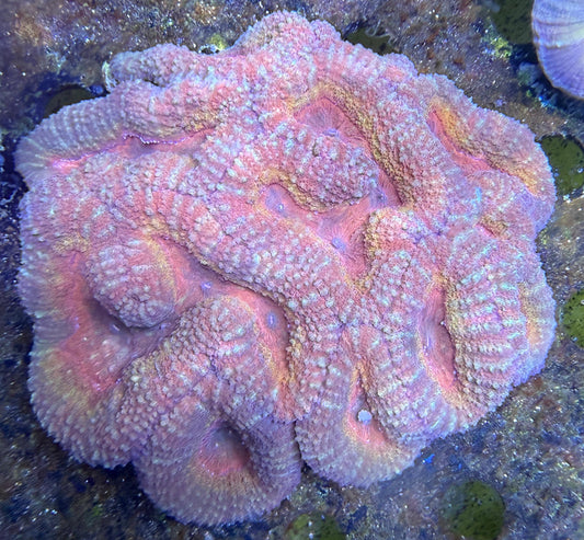 Lobophyllia sp. „Rainbow XL“