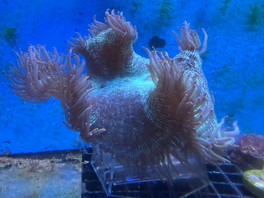 Catalaphyllia jardinei – Wunderkoralle 15cm